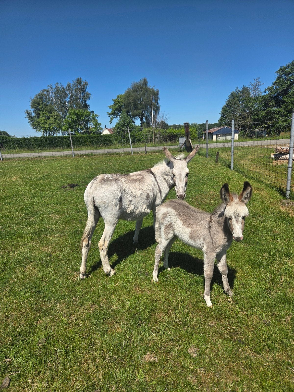 Bonte Ezel merrie met merrie veulen, Merrie