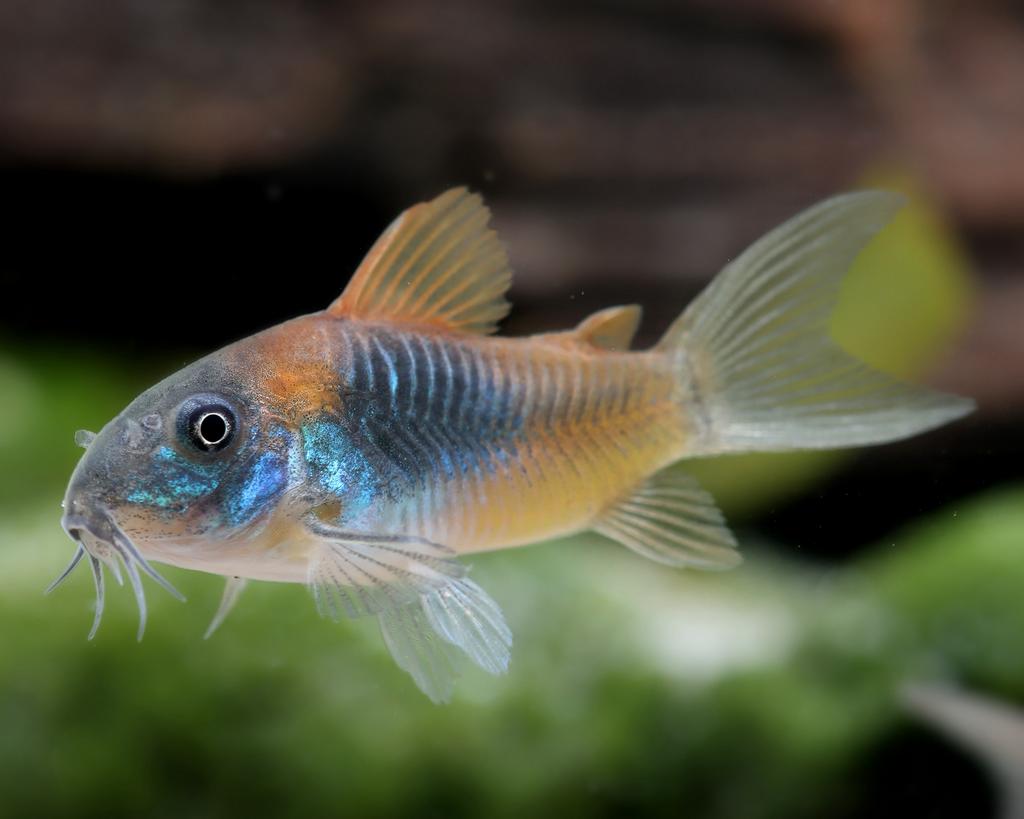 Orange venezuela corydoras, Vis, Zoetwatervis, Schoolvis