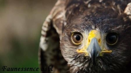 🦅 Stage de fauconnerie – Expérience unique avec rapace 🦅, Diversen, Pasen, Nieuw, Ophalen