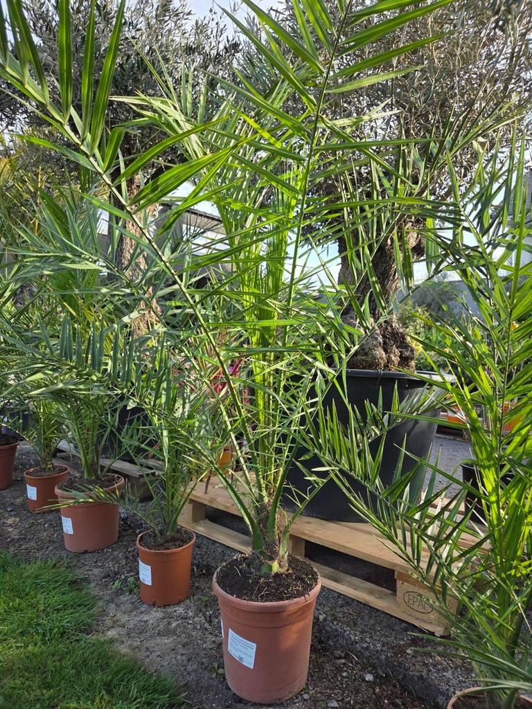 Phoenix Canariensis - dadelpalm, Tuin en Terras, Ophalen