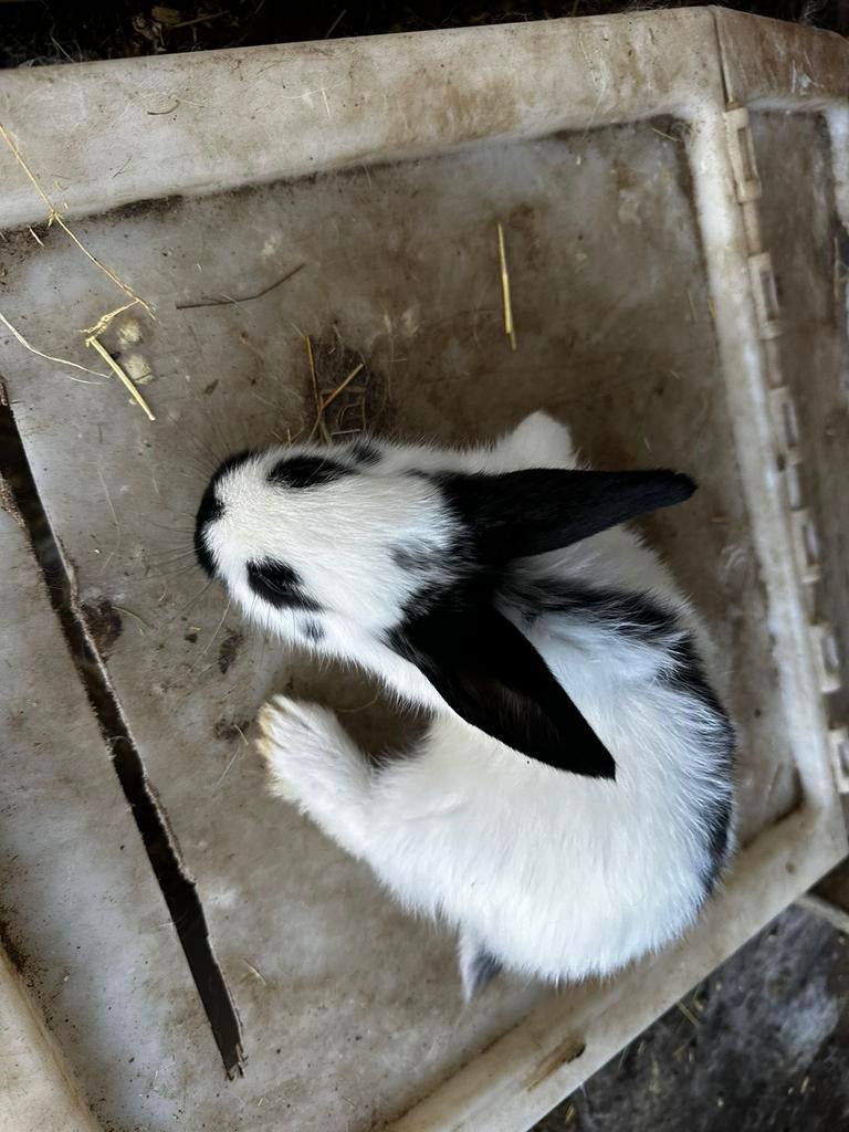 Lotharinger, reuzevlinder konijnen te koop, Plusieurs animaux, Grand, 0 à 2 ans