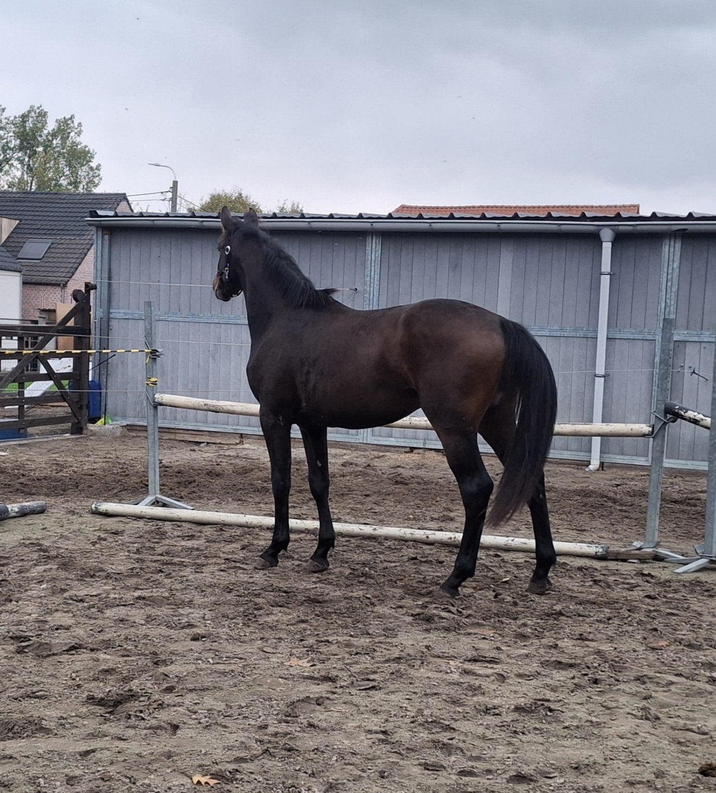 2 j hengst stam padenborre, Dieren en Toebehoren, Hengst