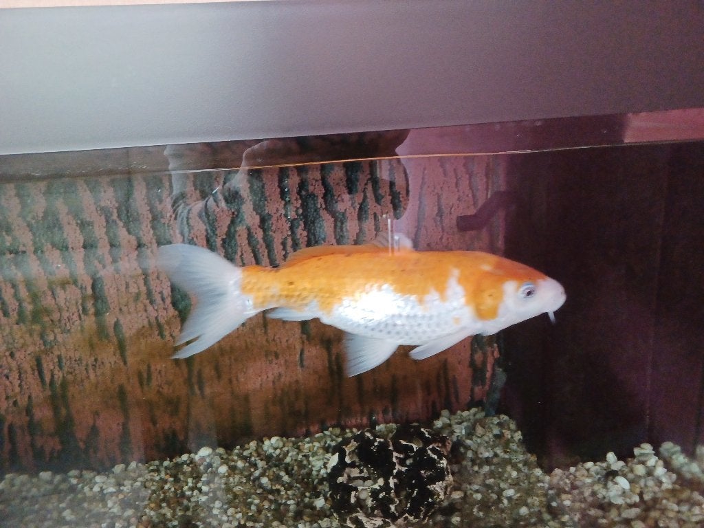Koï 30 cm, Animaux & Accessoires, Carpe ou Koï