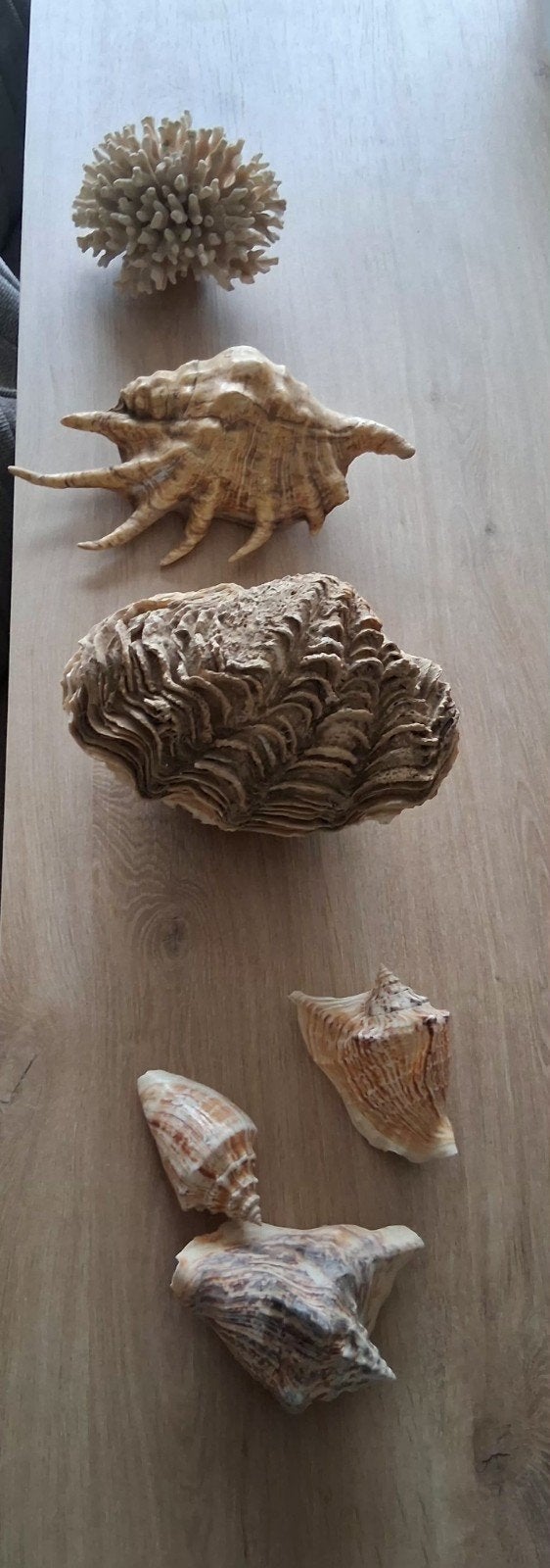 Schelpen etc.., Ophalen