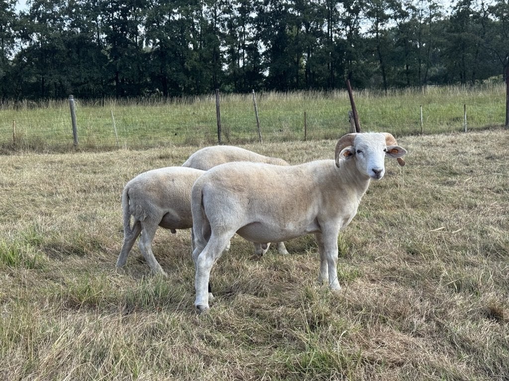 Wiltshire horn Ram / Rammen, Dieren en Toebehoren, Mannelijk, Schaap, 0 tot 2 jaar