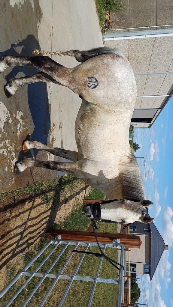 D-pony te koop, Dieren en Toebehoren, Januari, Mannelijk