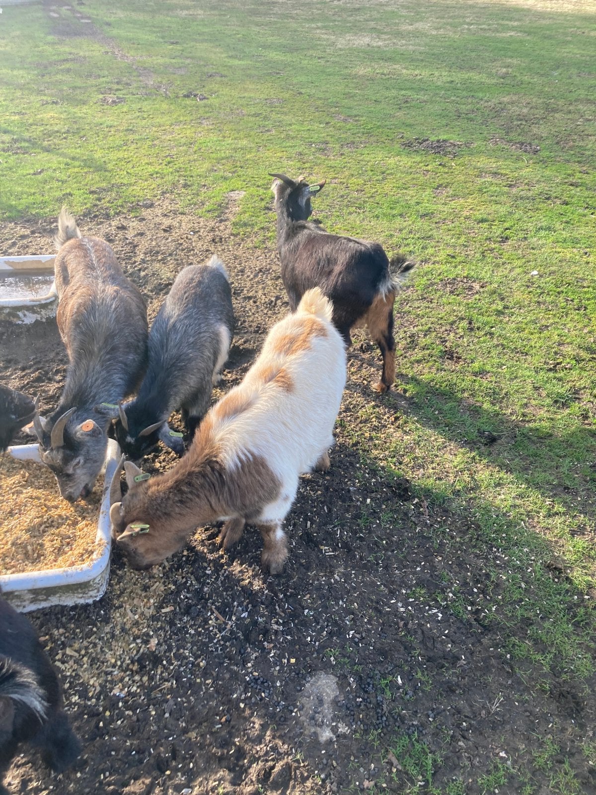 Dwerggeiten, Dieren en Toebehoren, Schapen, Geiten en Varkens, Vrouwelijk