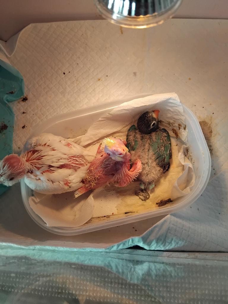 Divers bébés a vendre, Animaux & Accessoires, Oiseaux | Perruches & Perroquets, Sexe inconnu, Perruche, Domestique