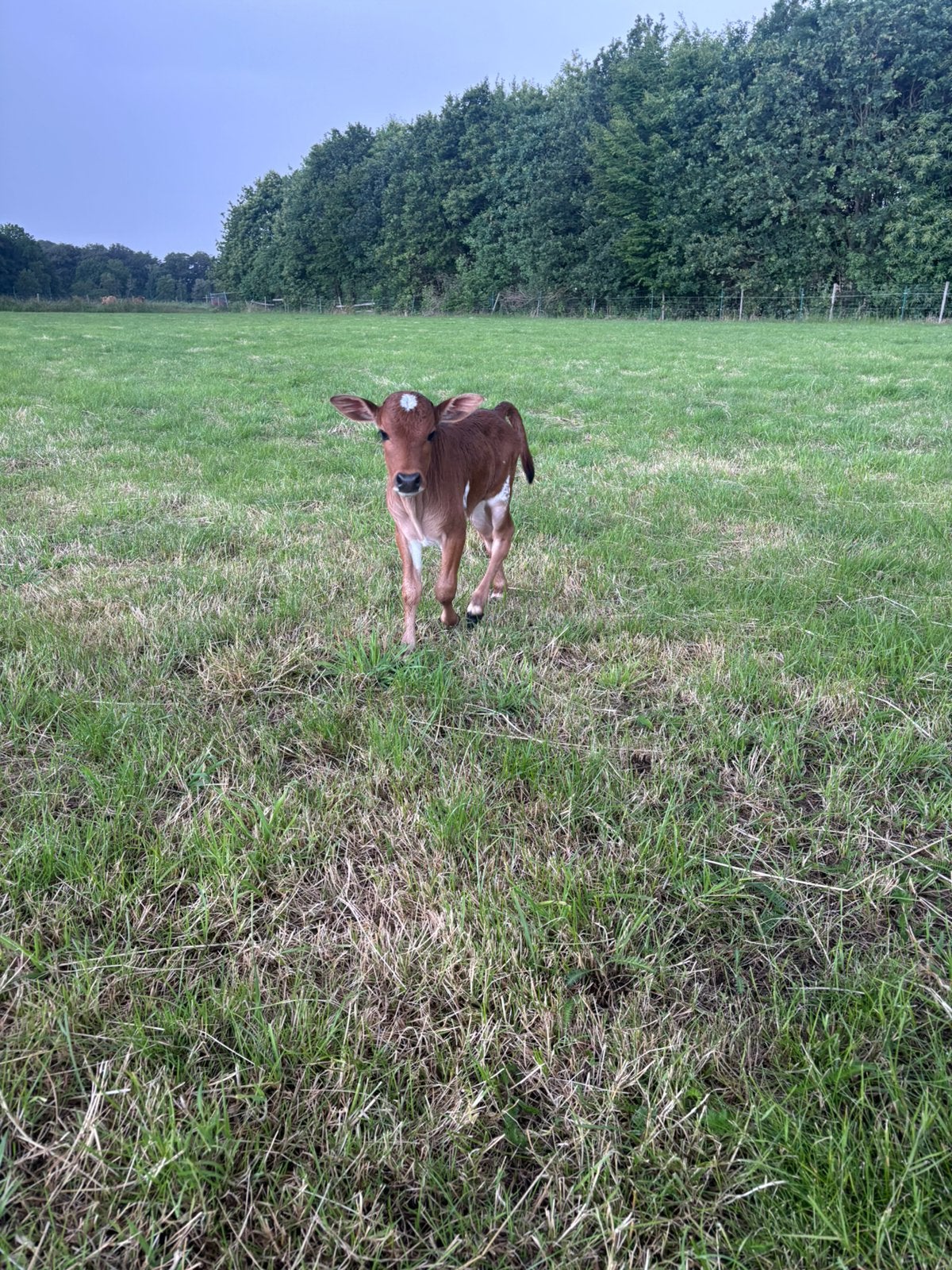Zeboe stier kalfje te koop
