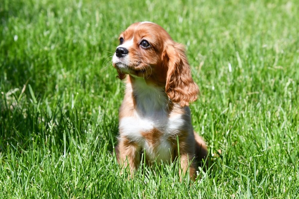 Cavalier King Charles pups te koop, 15 weken tot 1 jaar, Buitenland, Parvo, Meerdere
