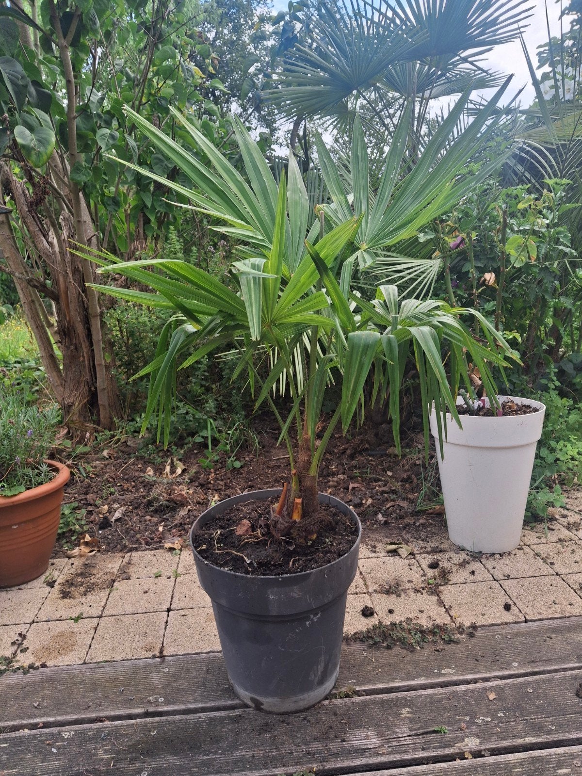 Winterharde palmboom Trachycarpus fortunei, Enlèvement