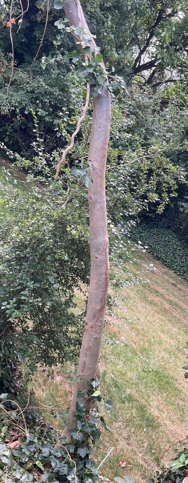 Brandhout, Ophalen