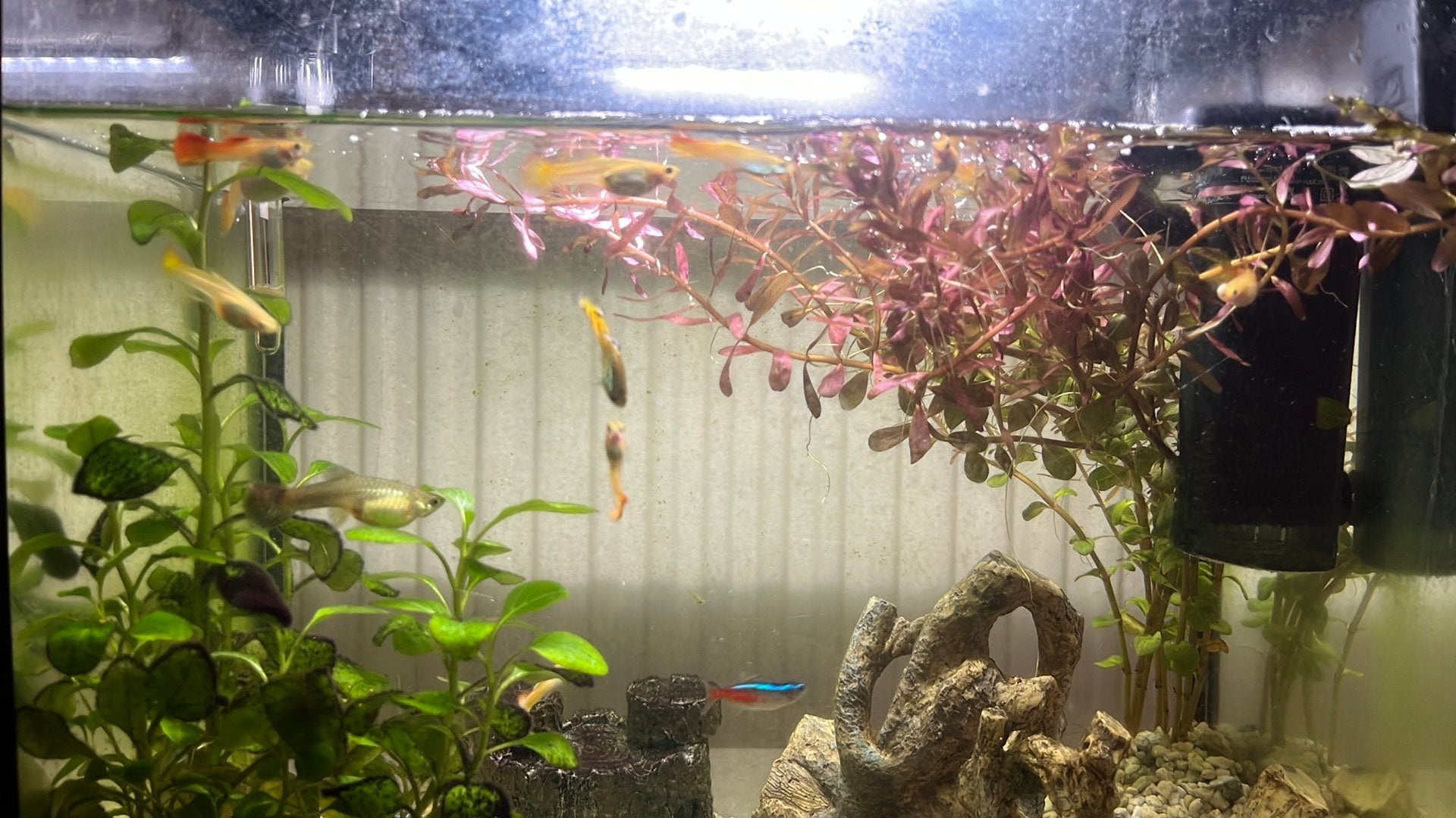 Guppy, Dieren en Toebehoren, Ophalen