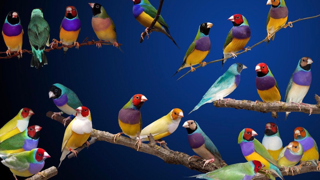 goulds gouldamandines, Dieren en Toebehoren, Vogels | Overige Vogels, Geringd