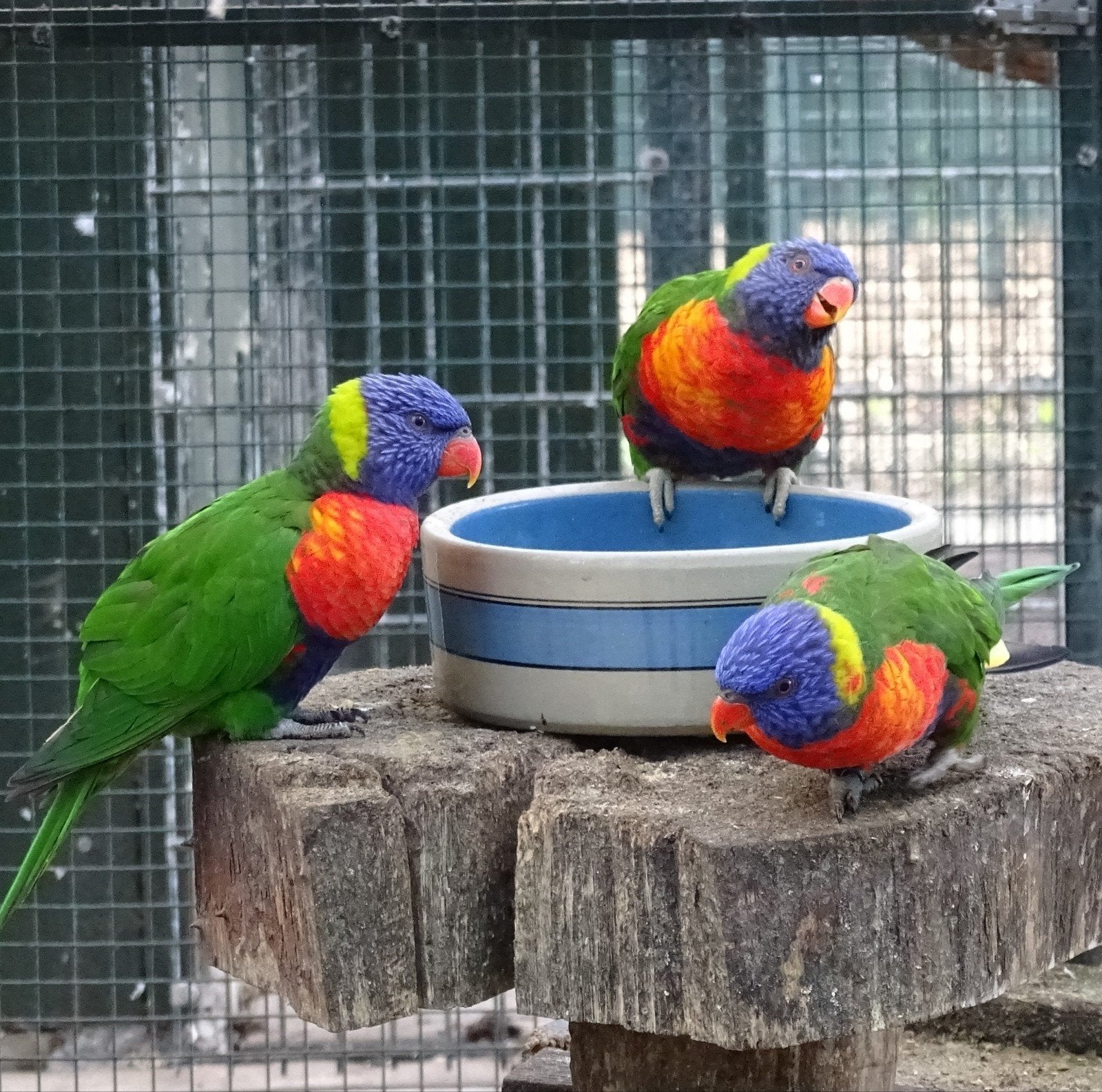 Lori's van de blauwe bergen GEZOCHT, Dieren en Toebehoren, Vogels | Parkieten en Papegaaien