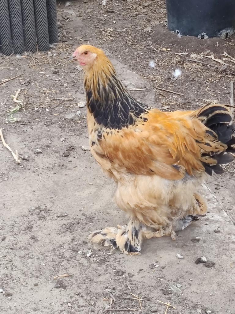 Brahma buff zwart haan 25 weken, Dieren en Toebehoren, Pluimvee, Mannelijk, Kip
