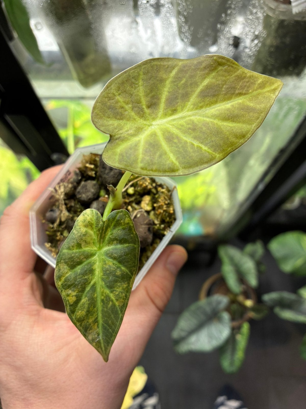 Alocasia Regal Shields aurea variegata, Huis en Inrichting, Overige soorten, In pot, Minder dan 100 cm, Groene kamerplant