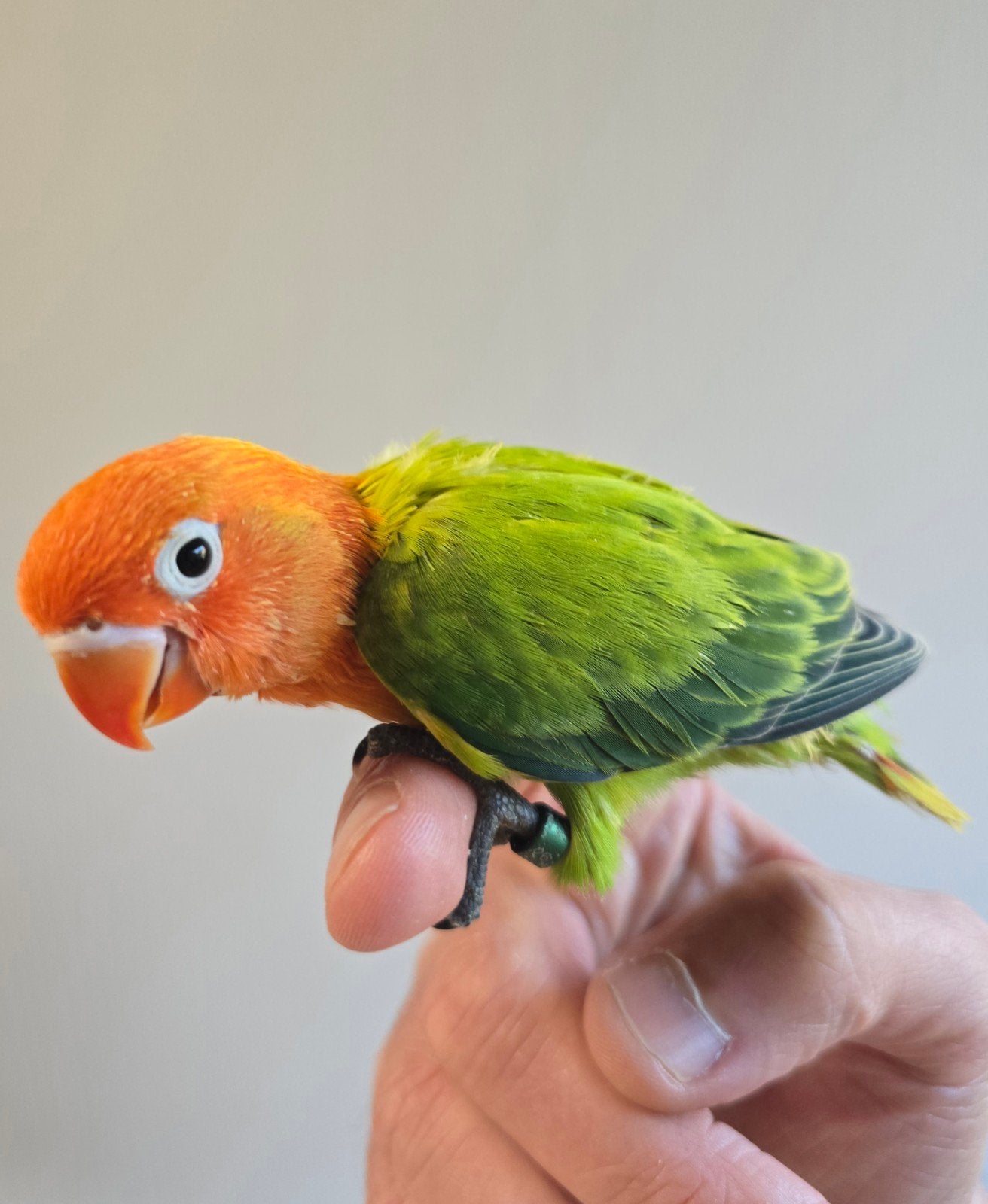 Fischeri Jongen om verder tam te maken, Dieren en Toebehoren, Vogels | Parkieten en Papegaaien, Meerdere dieren, Dwergpapegaai of Agapornis