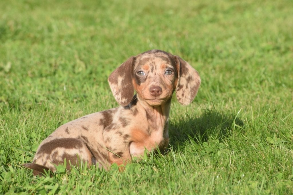 Teckel pups alle kleuren, Dieren en Toebehoren, België, 8 tot 15 weken, Korthaar, Dwerg