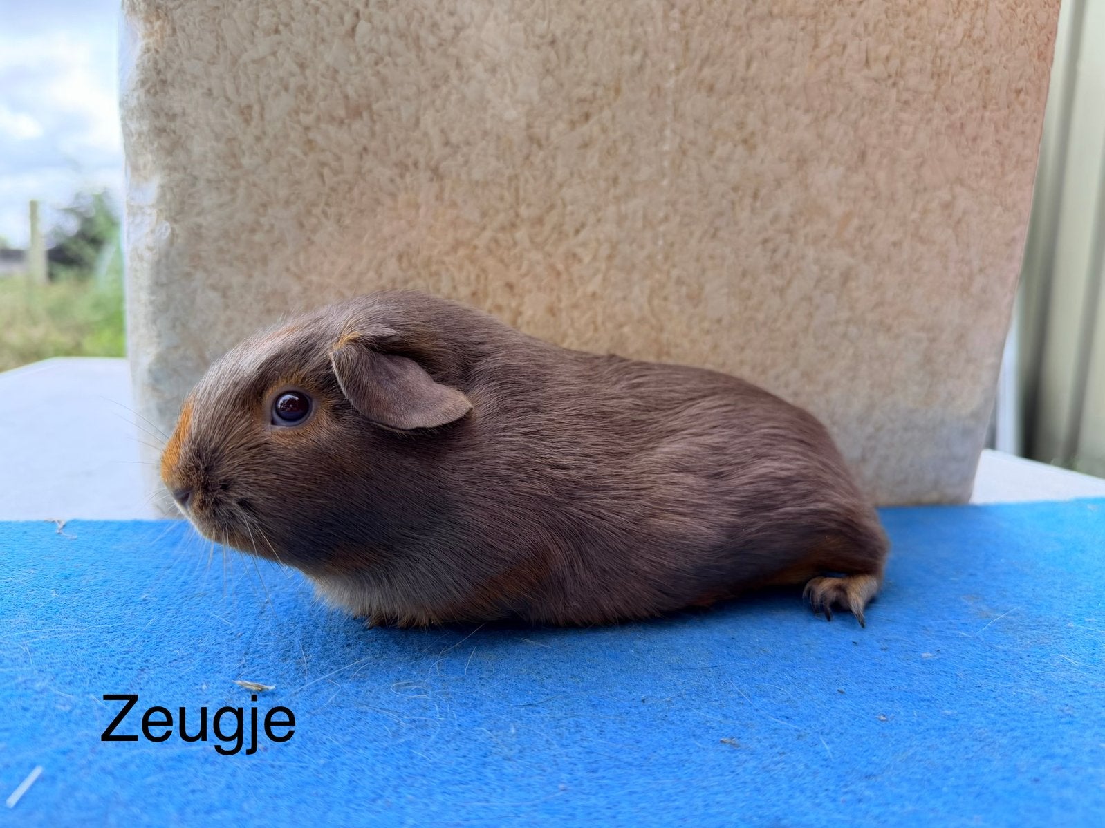 Gladhaar tan slate koppel, Juillet, Plusieurs animaux, Cobaye