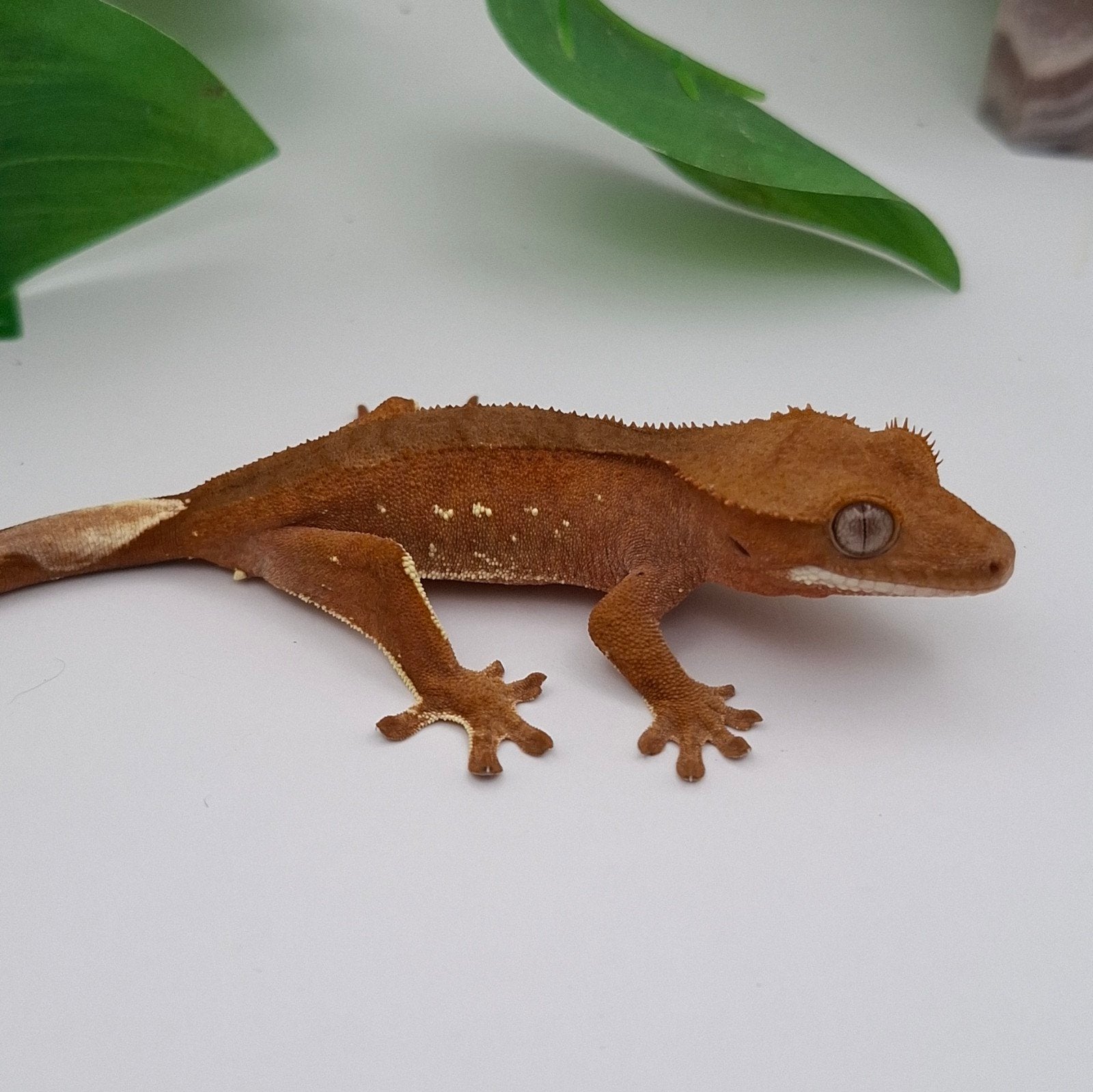 Red Phantom Portholes wimpergekko poss man, Dieren en Toebehoren, Hagedis, Tam, 0 tot 2 jaar
