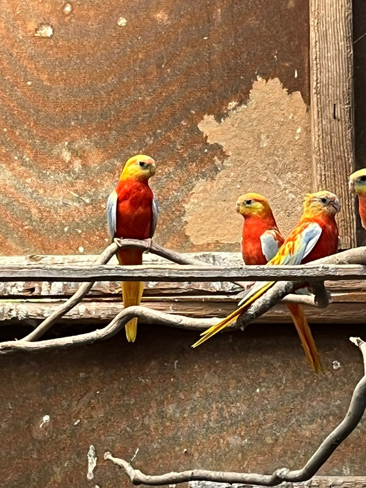 Turquoisine parkiet, Plusieurs animaux, Perruche, Bagué