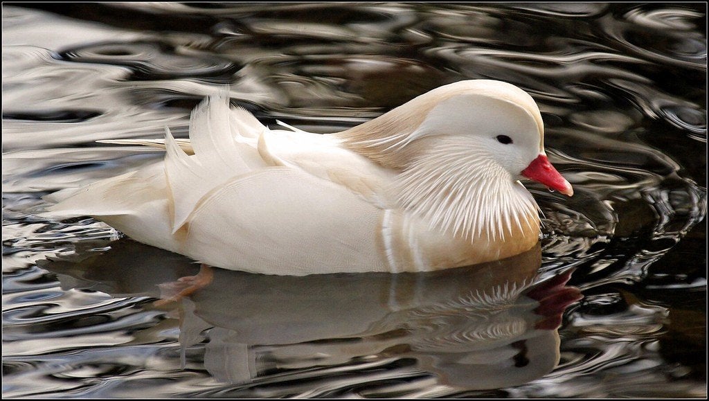 Witte mandarijn eenden, Animaux & Accessoires, Volatiles, Plusieurs animaux, Canard