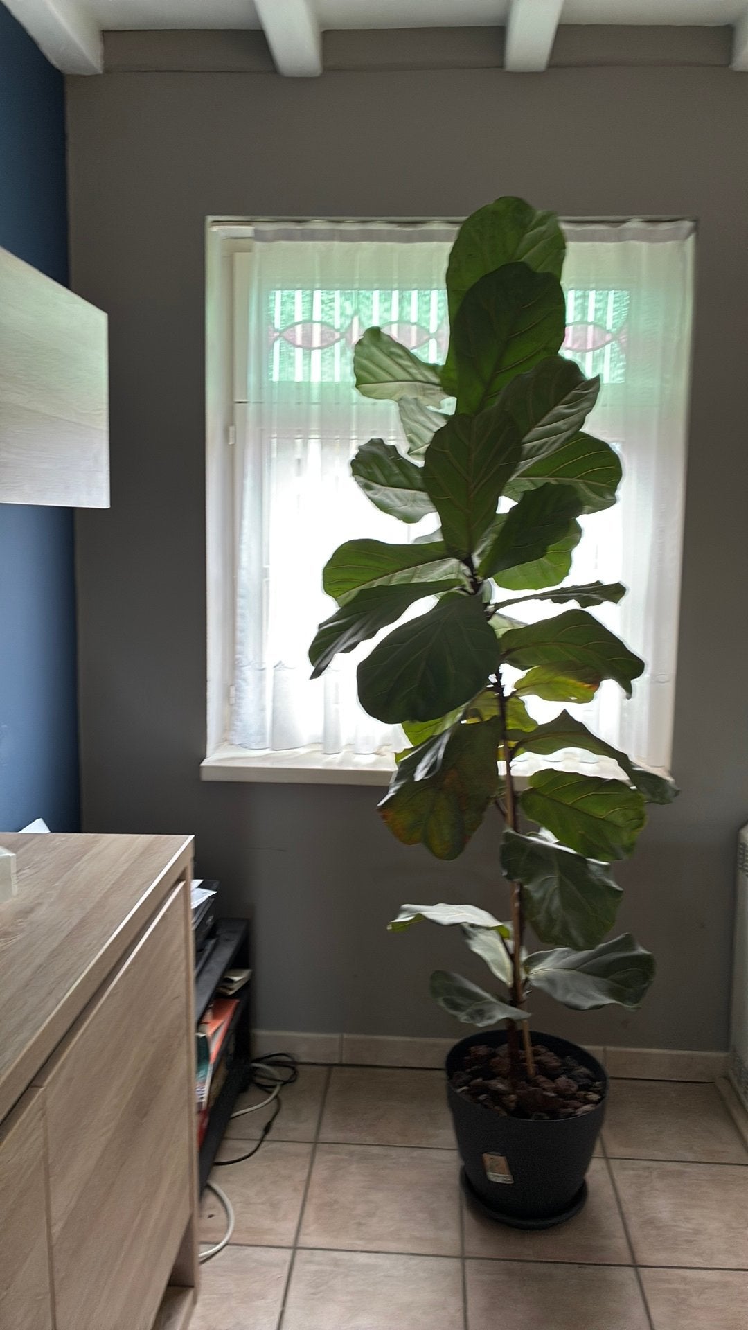 Ficus Lyata of vioolbladplant 2meter, in zeer goede conditie, Enlèvement, Ficus