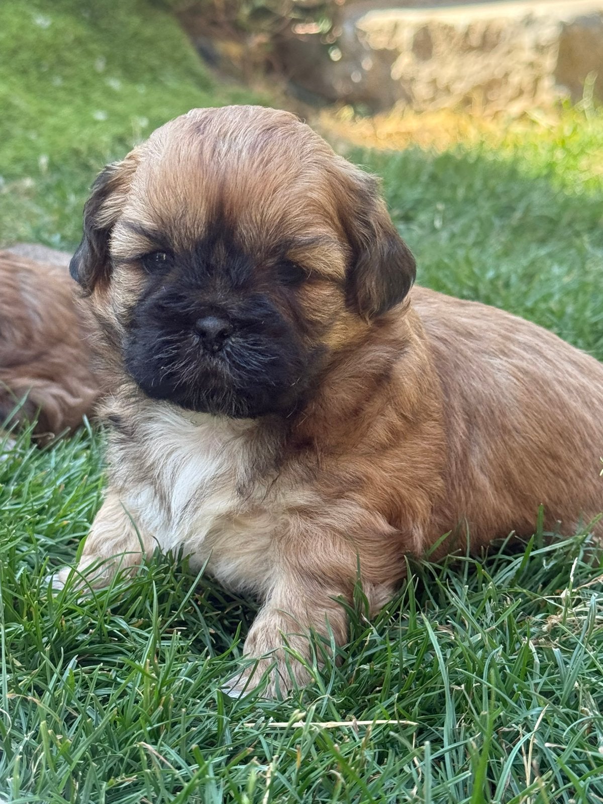 Lhasa apso pups, Dieren en Toebehoren, Parvo, België, Overige rassen, 8 tot 15 weken