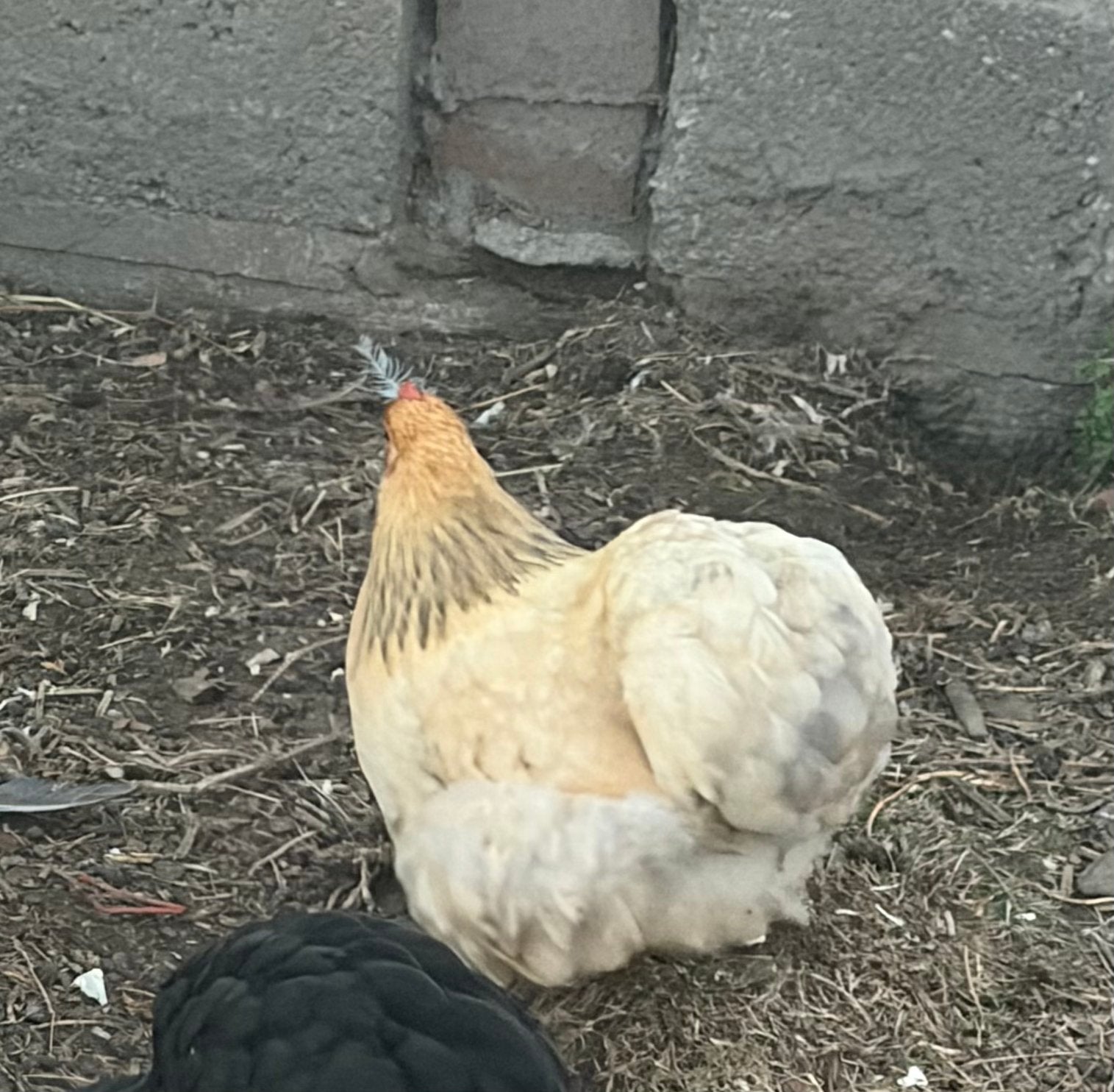 Cochan hen, Dieren en Toebehoren, Vrouwelijk, Kip