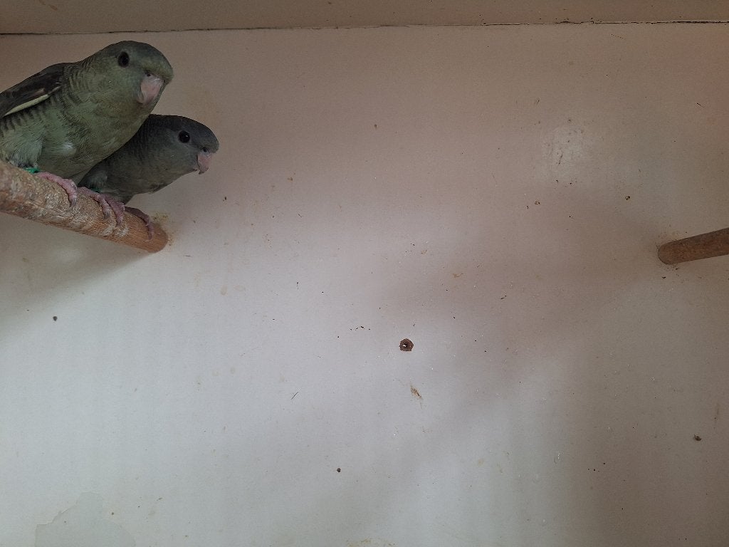 Catharina's parkieten, Dieren en Toebehoren, Vogels | Parkieten en Papegaaien, Meerdere dieren, Parkiet, Geringd