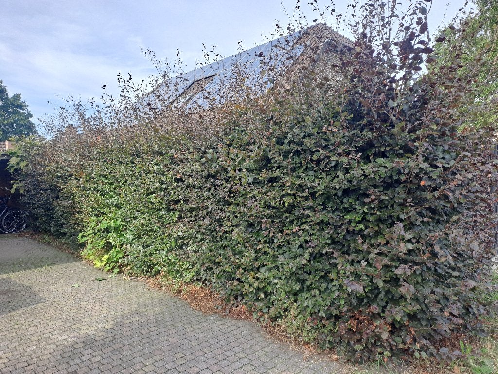 Beukenhaag 12 meter circa 16 stuks, Tuin en Terras, Ophalen, Beukenhaag, Haag, 100 tot 250 cm