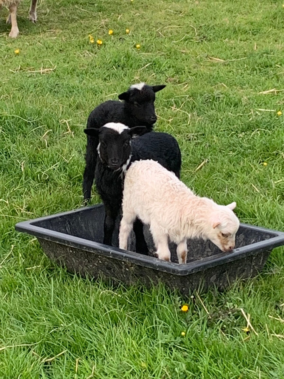 Skudde schapen, Mannelijk, Schaap, 0 tot 2 jaar