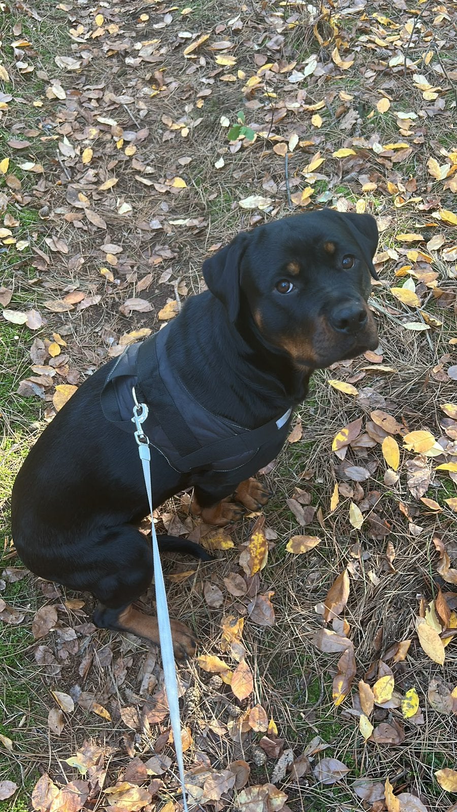 Rottweiler Teef, Dieren en Toebehoren, 1 tot 2 jaar, Teef, Parvo, Eén hond