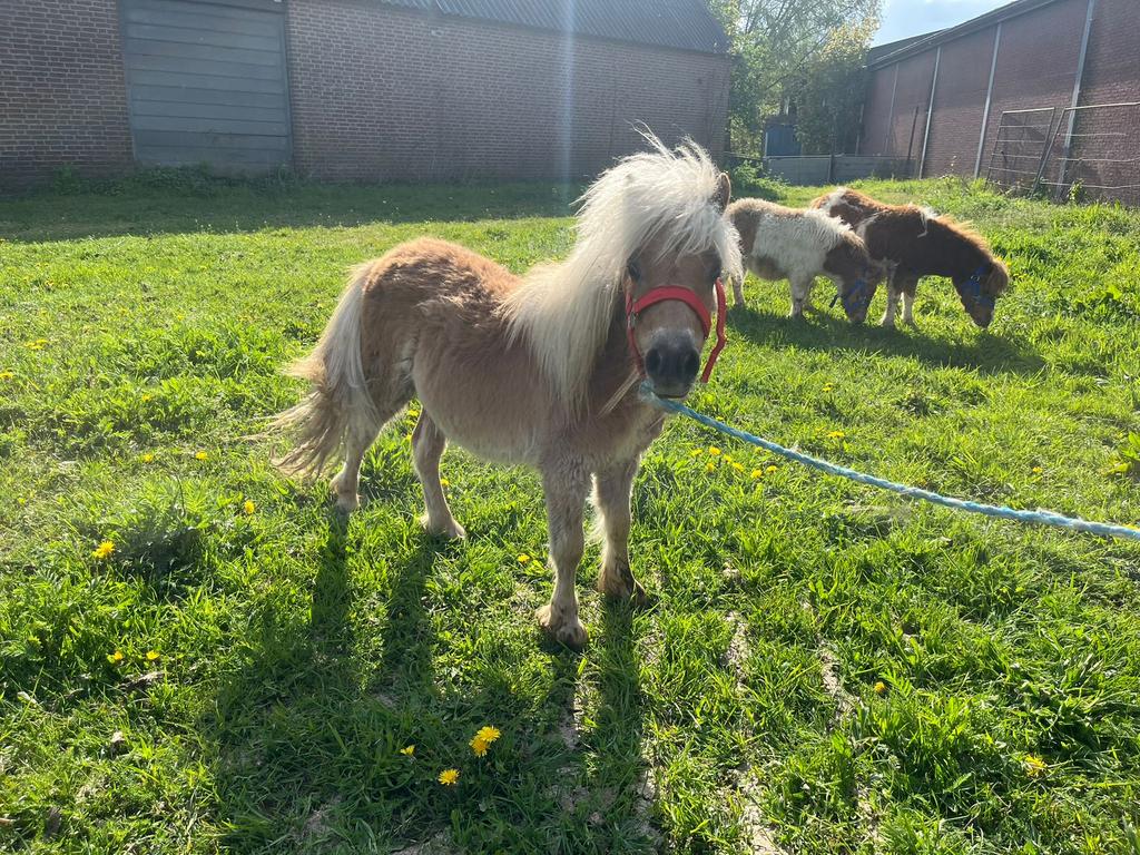 Jaarling shetlander grote maat, Dieren en Toebehoren, Hengst, Onbeleerd, Gechipt, 0 tot 2 jaar