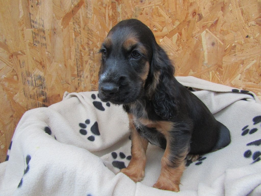 Engelse cocker puppy's, België, CDV (hondenziekte), 8 tot 15 weken, Meerdere