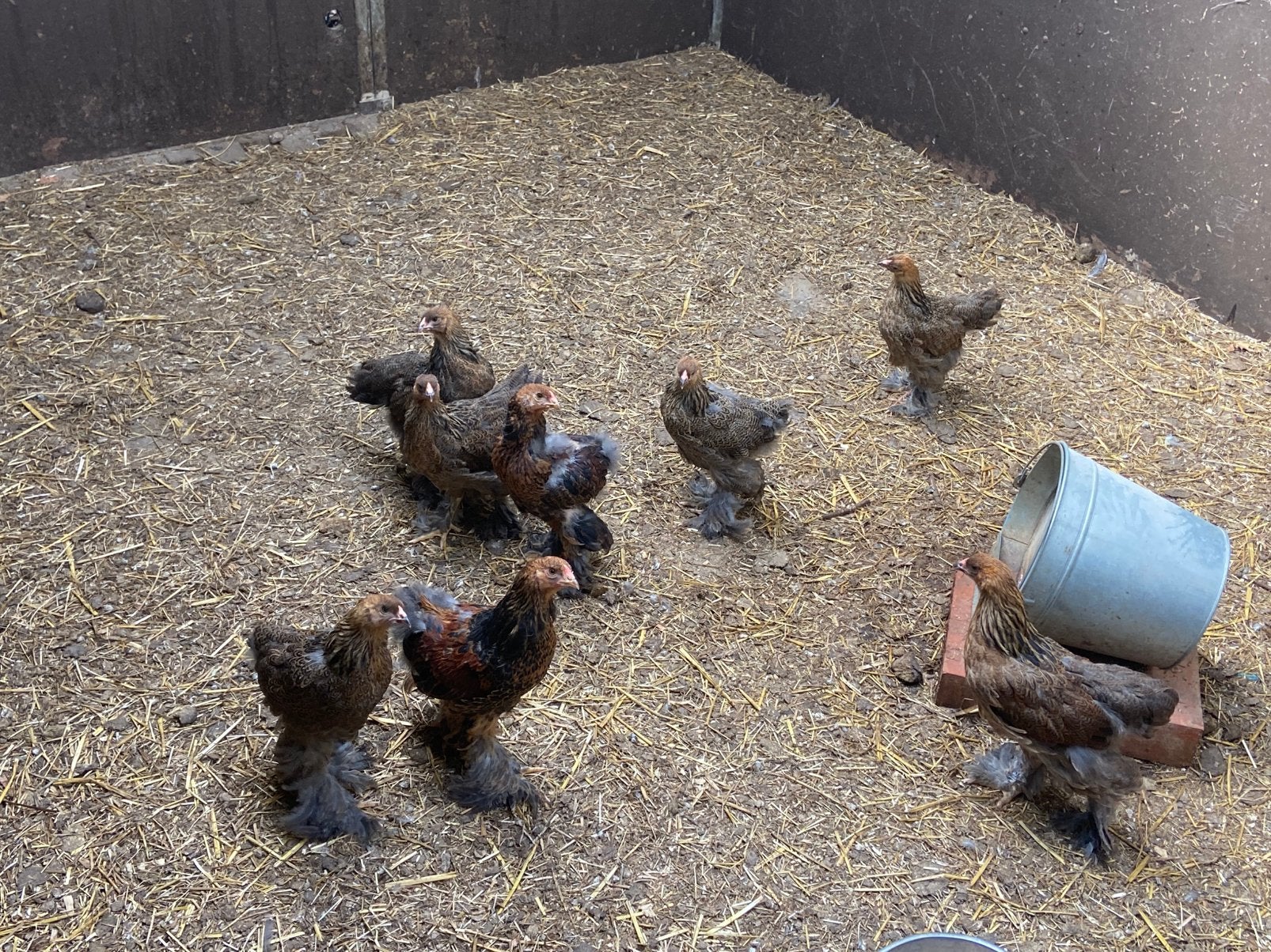 Brahma kuikens, Dieren en Toebehoren