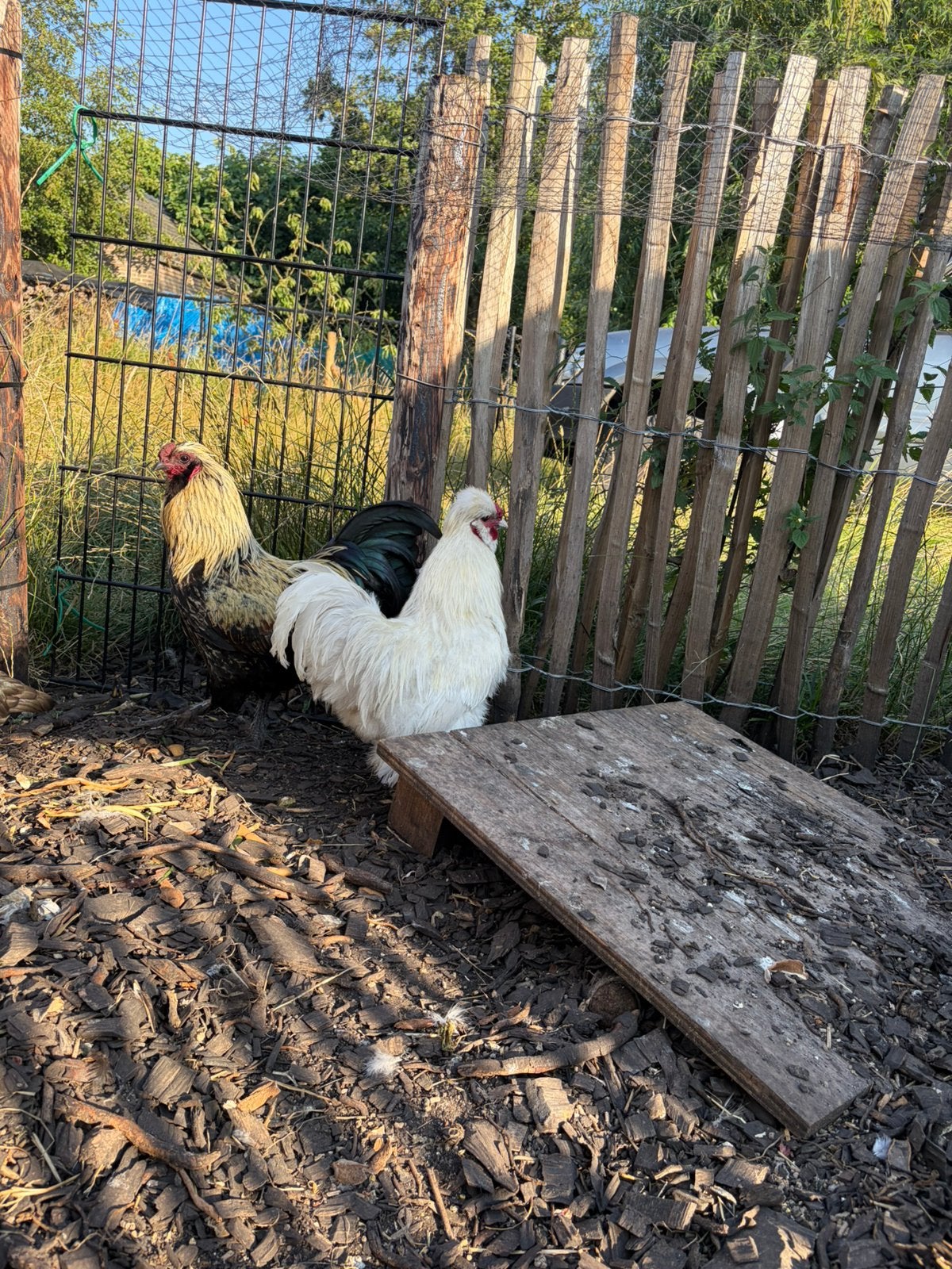 gratis hanen, Dieren en Toebehoren, Mannelijk, Kip