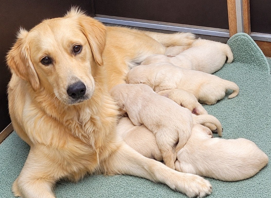 Golden retriever pups  huiselijke geboren  HD ED DNA oke, Dieren en Toebehoren, Golden retriever, België, Fokker | Hobbymatig