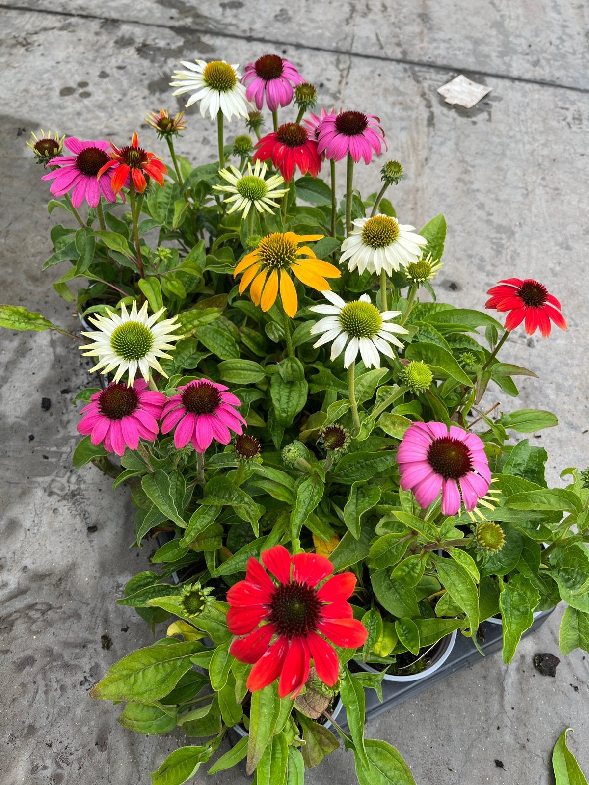 Echinacea purpurea – alle kleuren, Enlèvement, Été, Plante fixe, Plein soleil