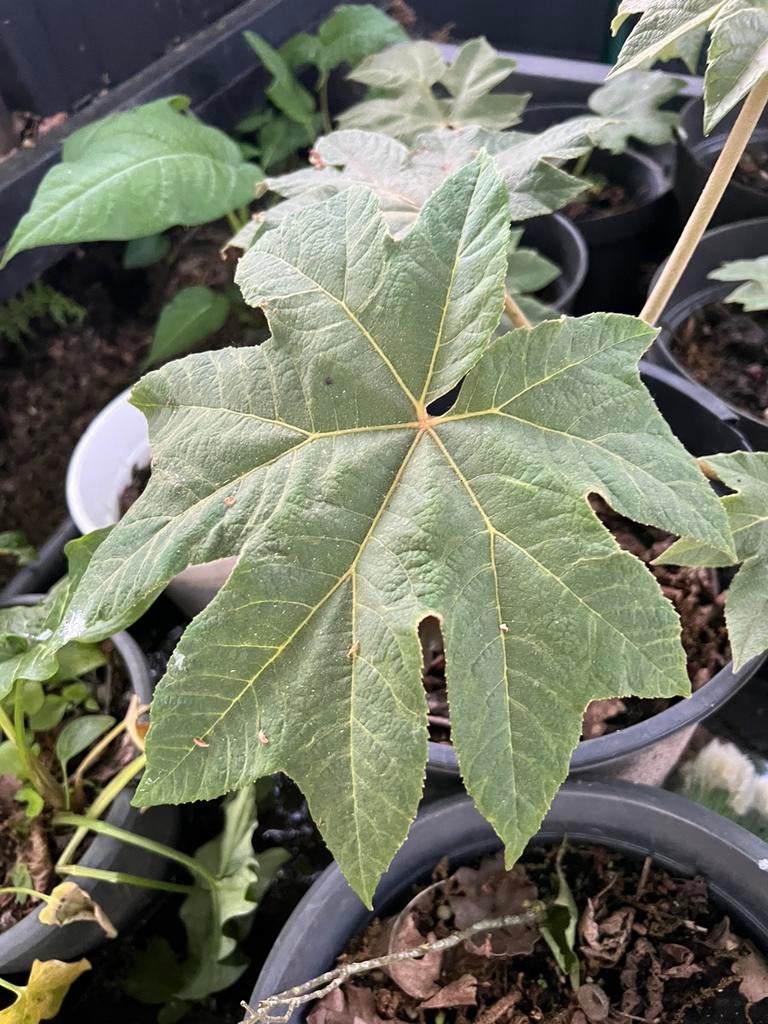 Tetrapanax (Rijstpapierplant), Tuin en Terras, Ophalen, Winter