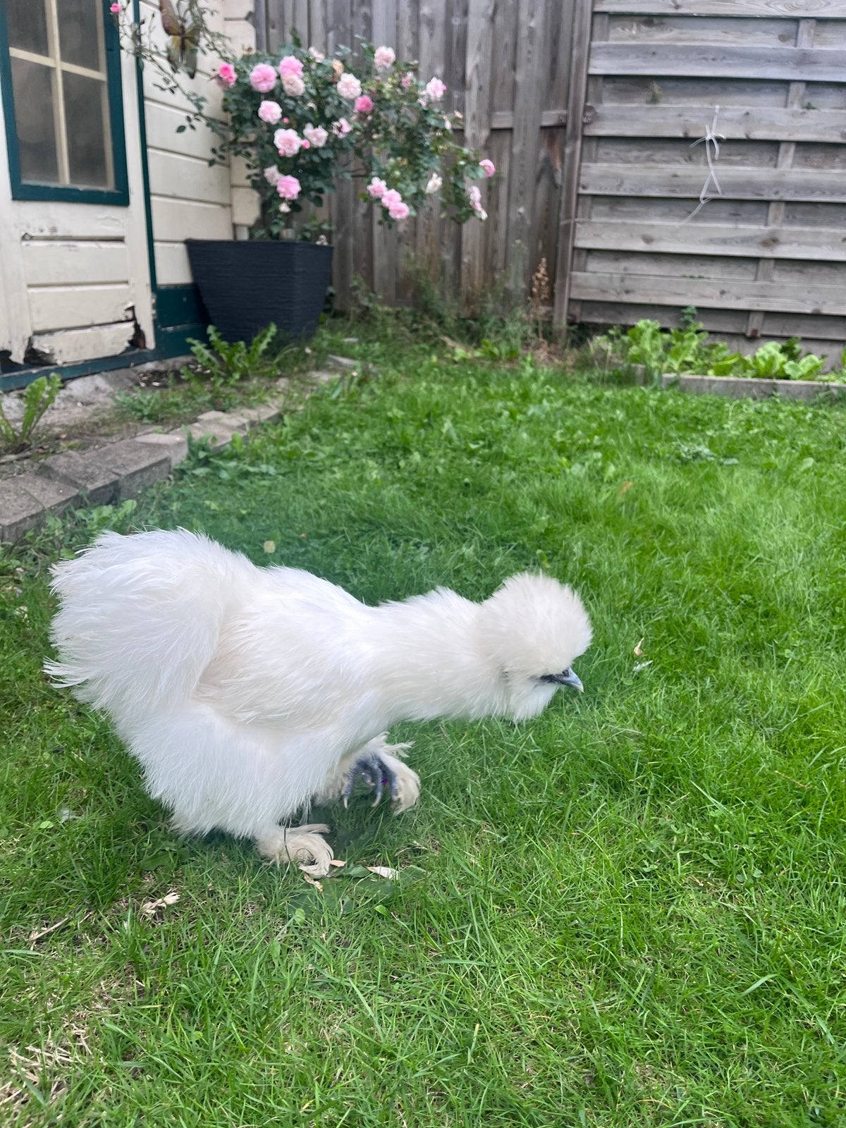 2 x zijdehoen hennen., Dieren en Toebehoren
