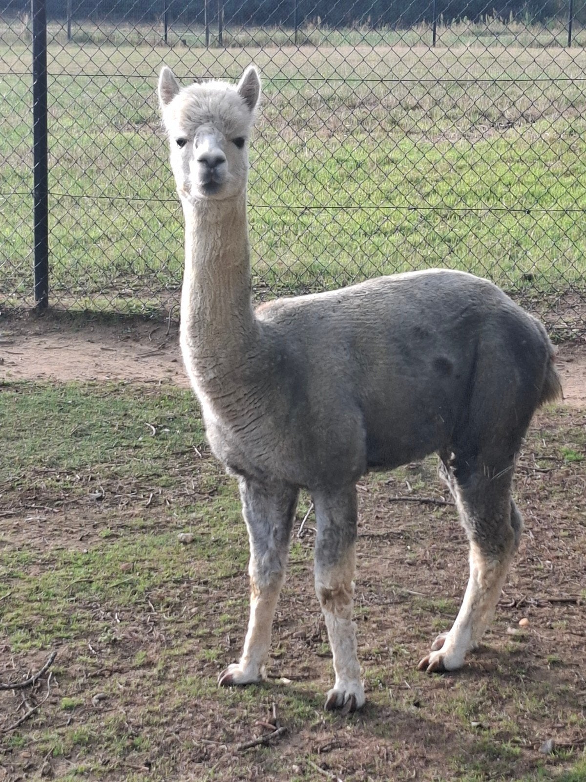 alpacahengst met stamboom te koop, Juli, Mannelijk