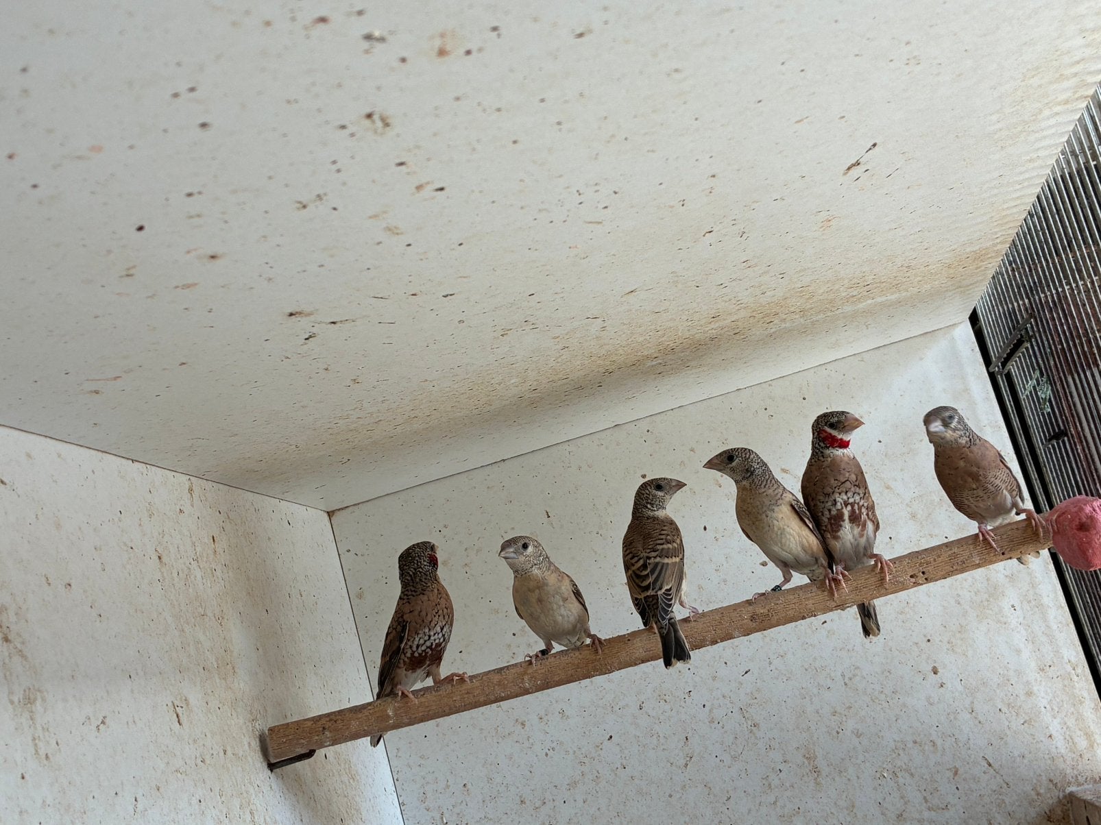 Jonge bandvinken geringd, Dieren en Toebehoren, Vogels | Overige Vogels, Geringd