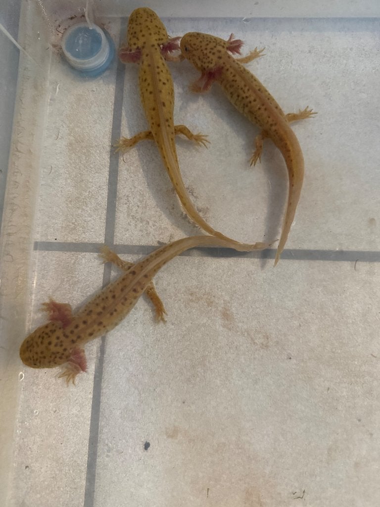 Spotted Copper axolotl