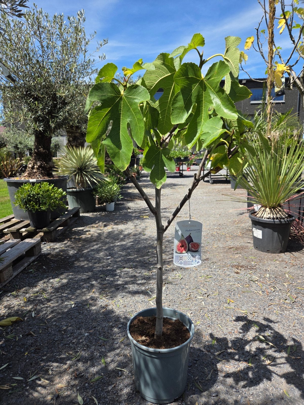 Vijgenboom Ficus Carica, Ophalen, Vijgenboom
