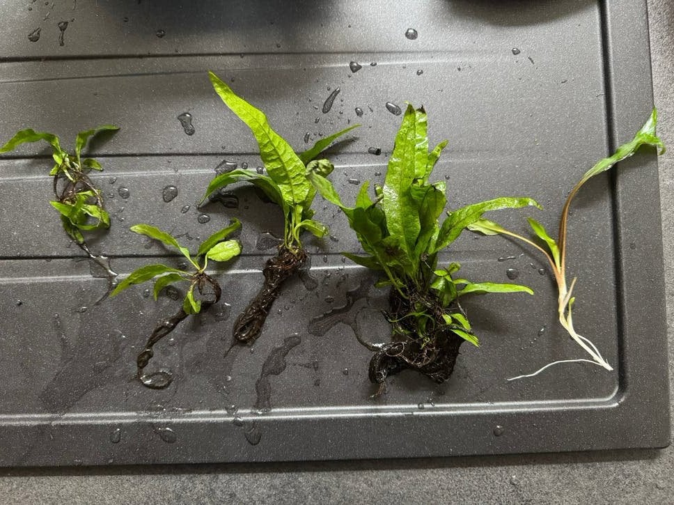 Aquarium planten stekjes, Dieren en Toebehoren, Ophalen of Verzenden, Zo goed als nieuw