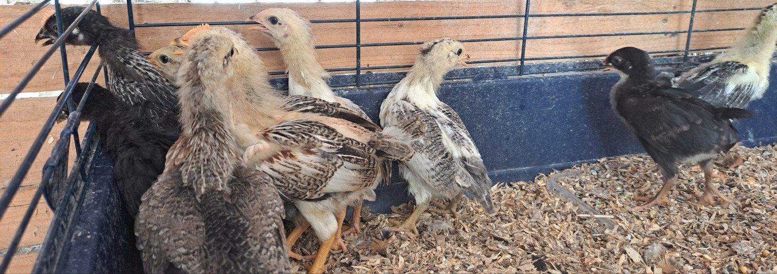 Witte leghennen 6 weken oud, Animaux & Accessoires, Volatiles, Poule ou poulet, Plusieurs animaux