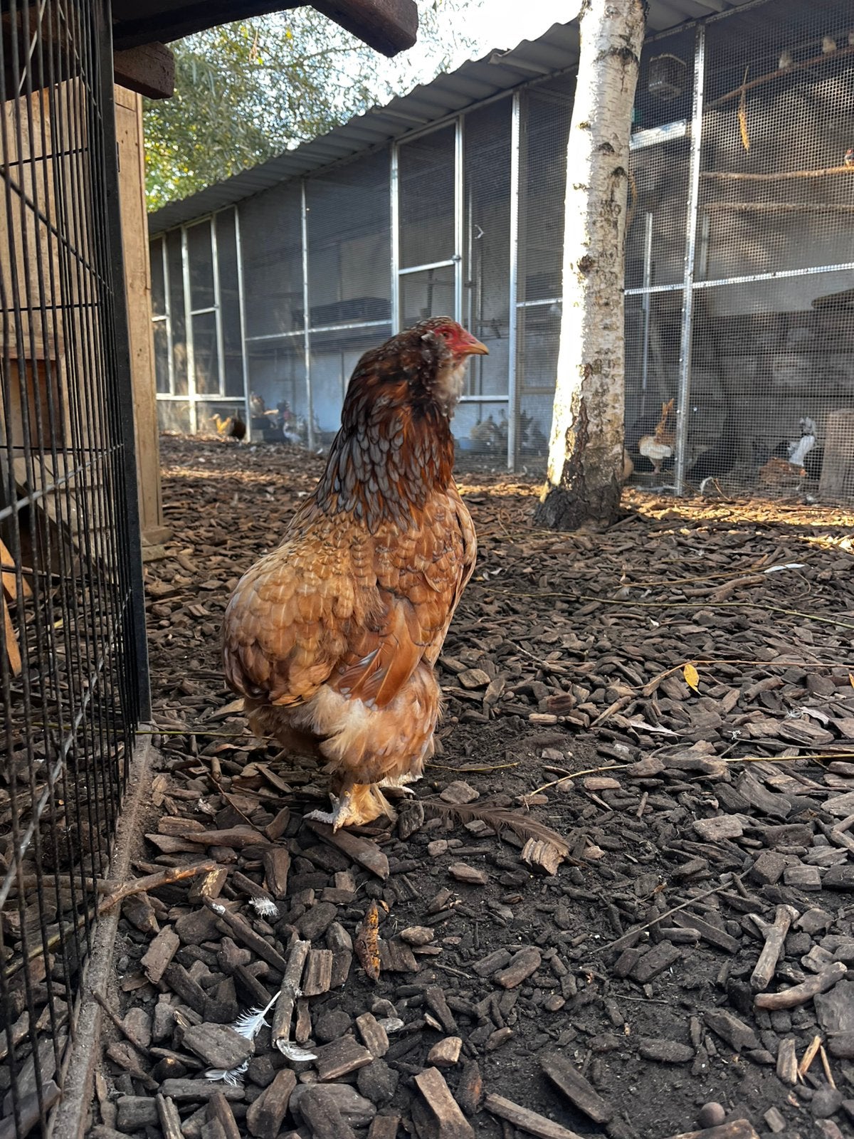 Araucana mix, Dieren en Toebehoren