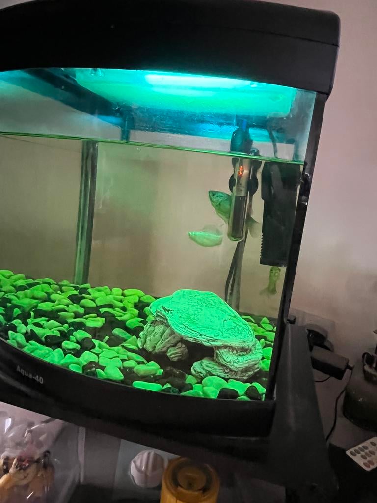 Aquarium 40L+vissen+decoratie te koop, Ophalen, Zo goed als nieuw, Gevuld zoetwateraquarium
